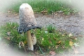 Paddenstoelen